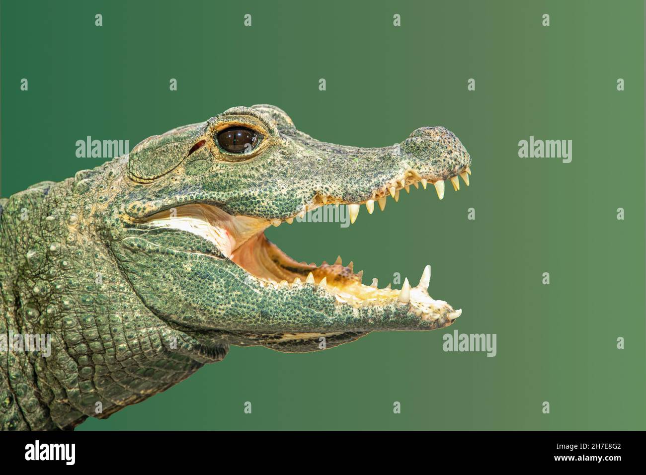 Porträt eines grünen jungen Krokodils mit offenem Mund vor grünem Hintergrund Stockfoto