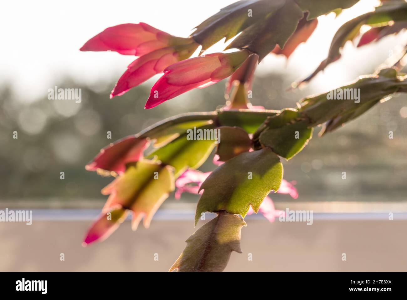 Blühender rosa Weihnachtskaktus schlumbergera auf Fensterhintergrund mit harten Schatten. Epiphyllanthus, Epiphyllum, Zygocactus, Stockfoto