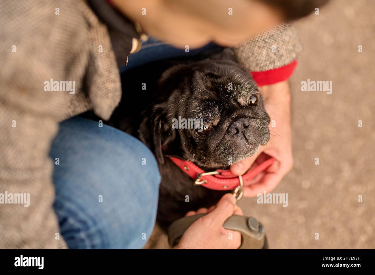 Ein Tierbesitzer, der ein Hundehalsband an seinen Hals legt Stockfoto