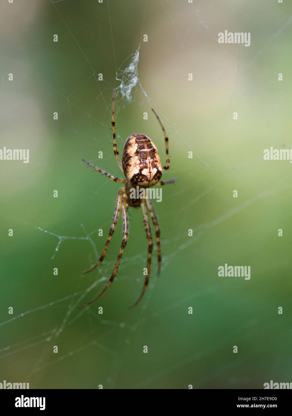 Araneus diadematus, Gartenspinne, The New Forest, Hampshire, Großbritannien Stockfoto