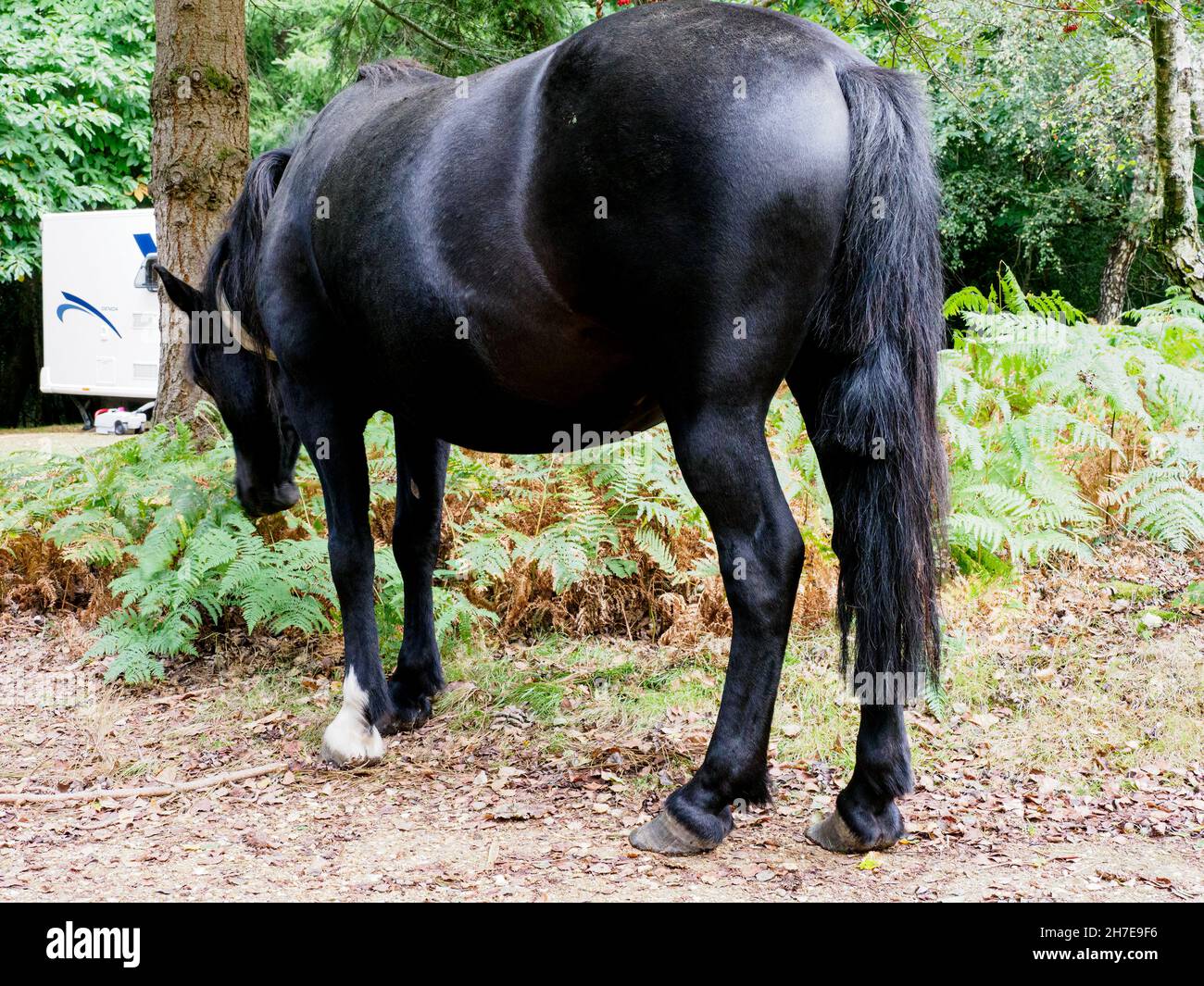 New Forest Pony mit Schwanz geschnitten, um zu zeigen, Besitzer hat die Markierungsgebühr bezahlt, der New Forest, Hampshire, Großbritannien Stockfoto