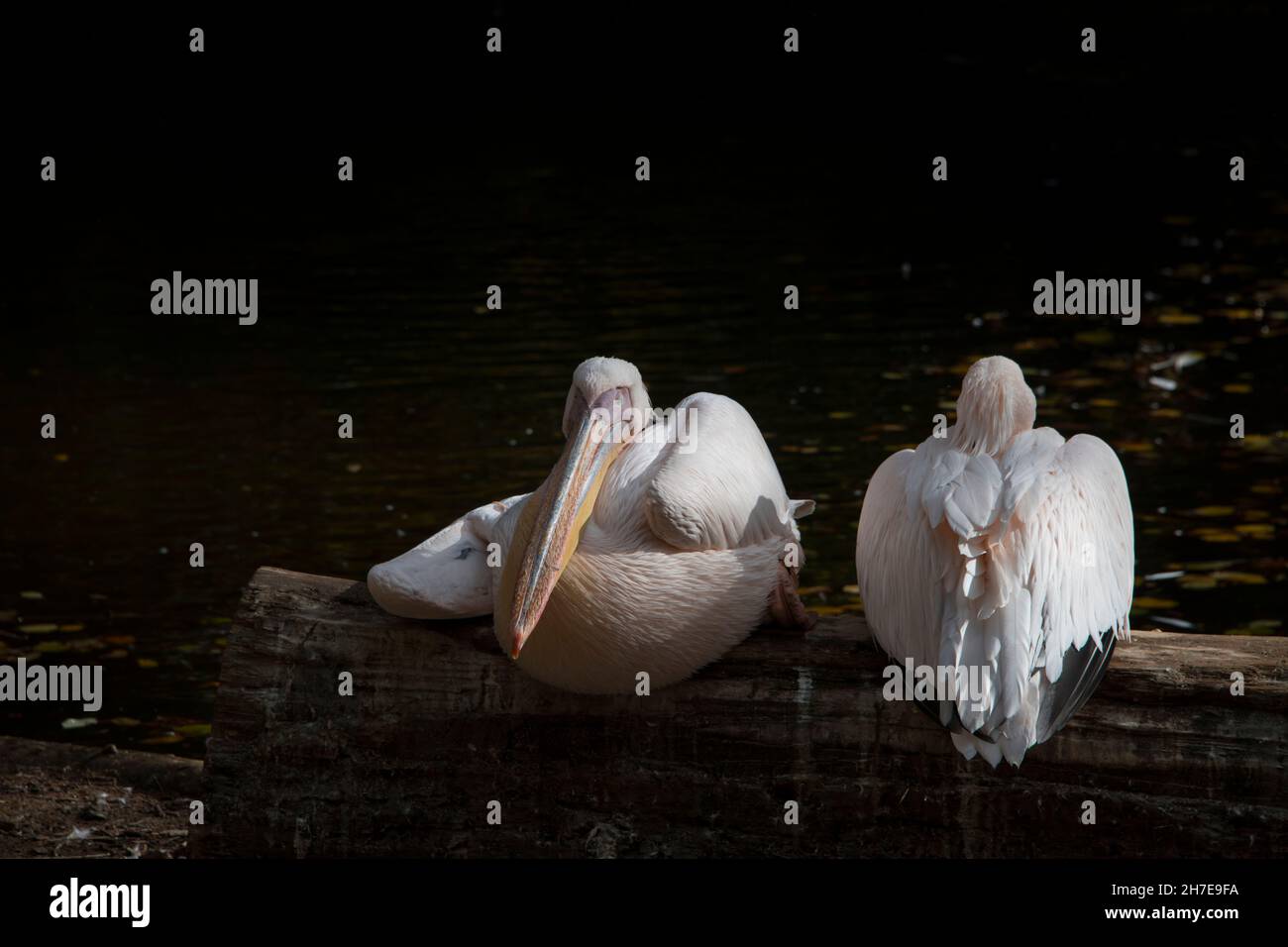 Zwei große weiße Pelikane, die an einem kalten Tag auf einem Baumstamm aufposieren Stockfoto