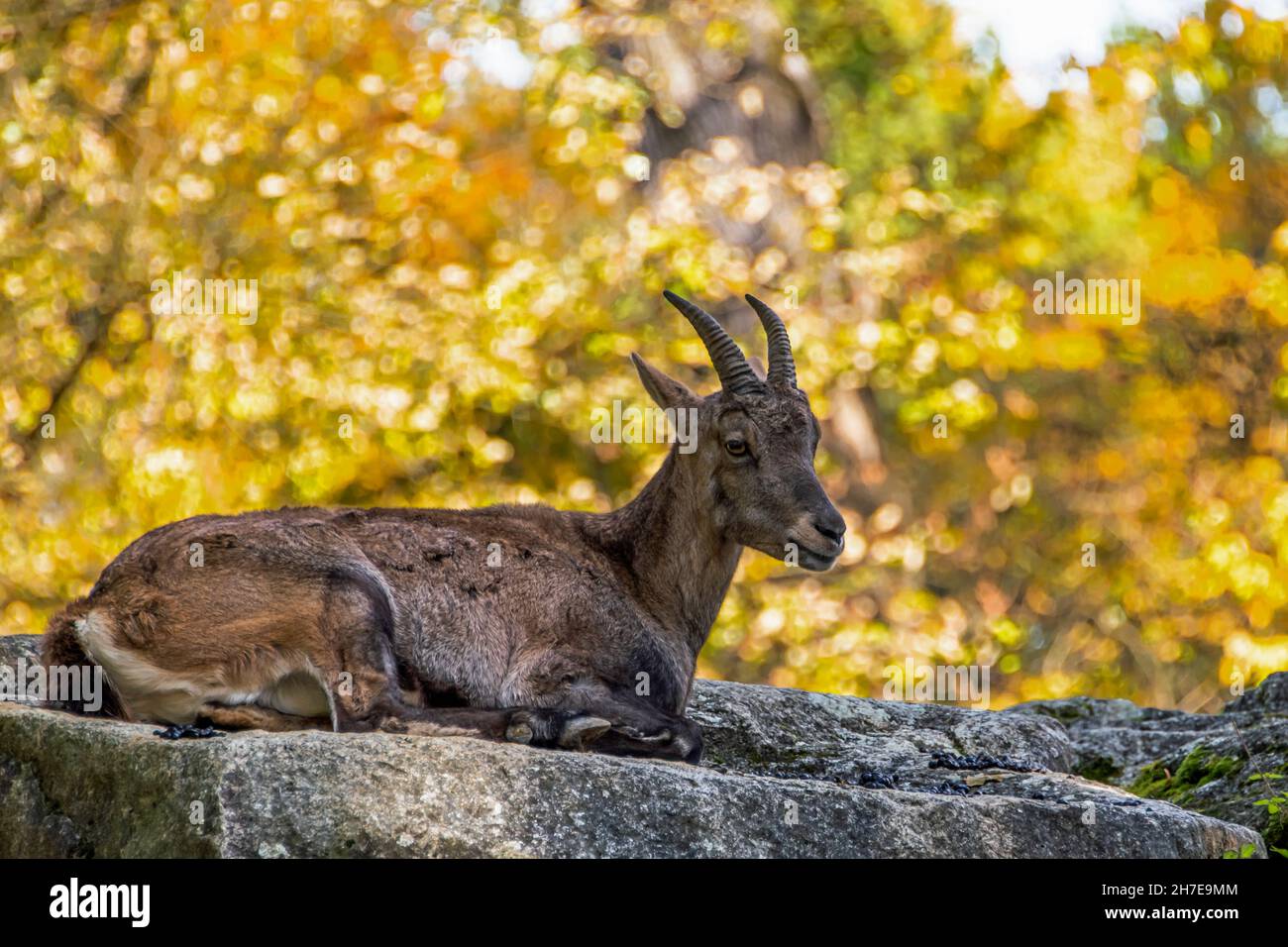 Eine braune Ziege, die im Herbst auf einem Stein gegen die gelben Bäume sitzt Stockfoto