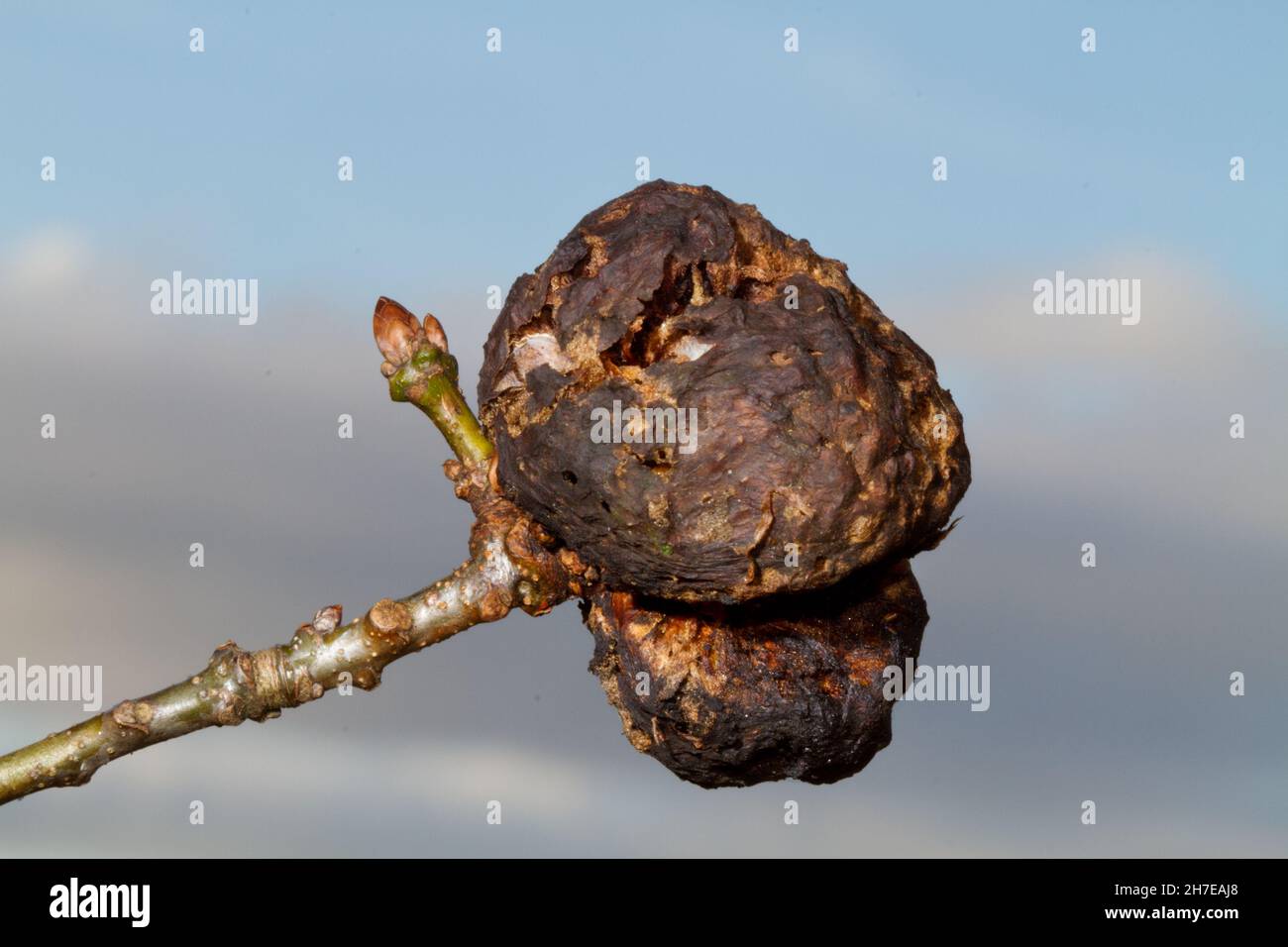 Alte Galle von Biothiza pallida, einer Gallenwespe, auf einem Zweig mit einer Blattknospe einer Eiche Stockfoto