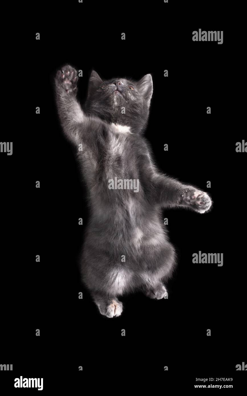 Kitten britische Rasse grau rauchige Farbe sitzt auf einem isolierten schwarzen Hintergrund mit Reflexion. Stockfoto