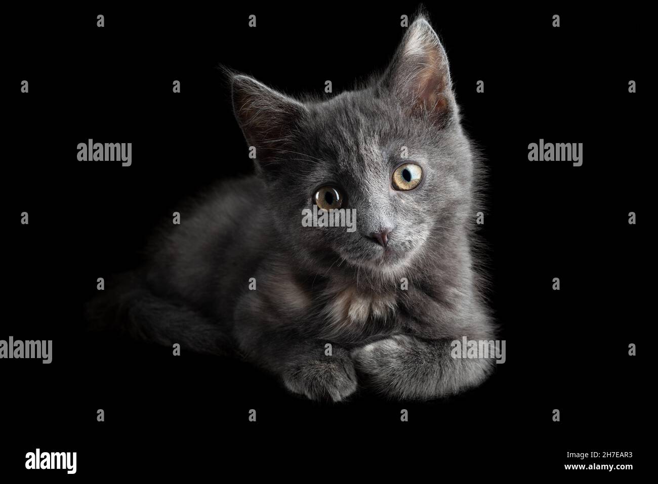 Kitten britische Rasse von grau rauchigen Farbe, liegt auf einem isolierten schwarzen Hintergrund Stockfoto