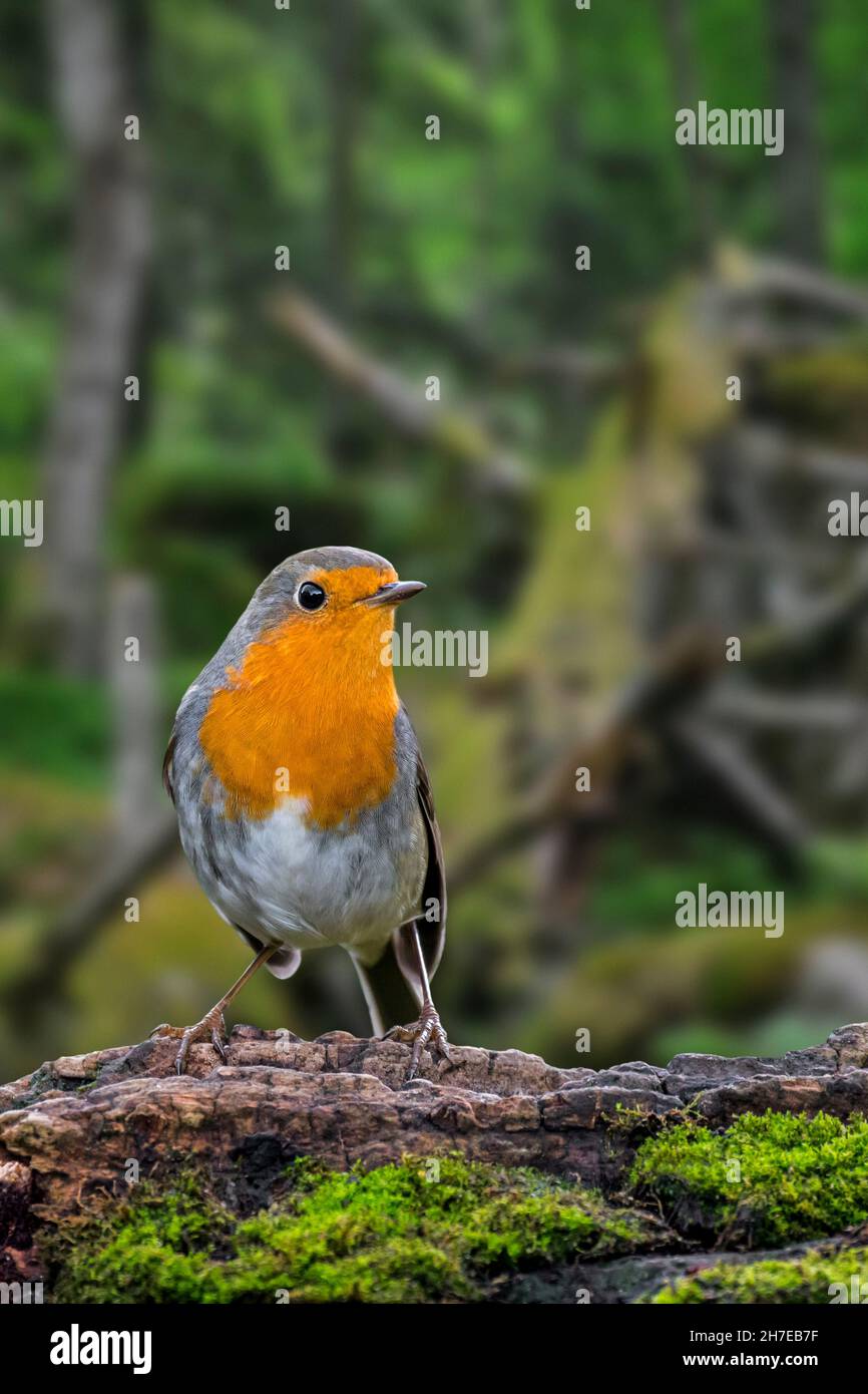 Europäischer Rotkehlchen (Erithacus rubecula), der auf einem Baumstumpf auf der Suche nach Insekten und anderen wirbellosen Tieren im verfaulten Wald thront Stockfoto