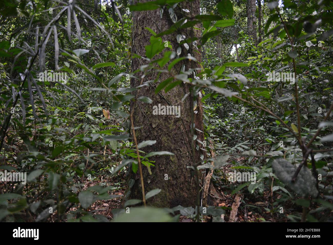 Großer Baum im Amazonas-Regenwald. Barcarena, Bundesstaat Pará, Brasilien Stockfoto