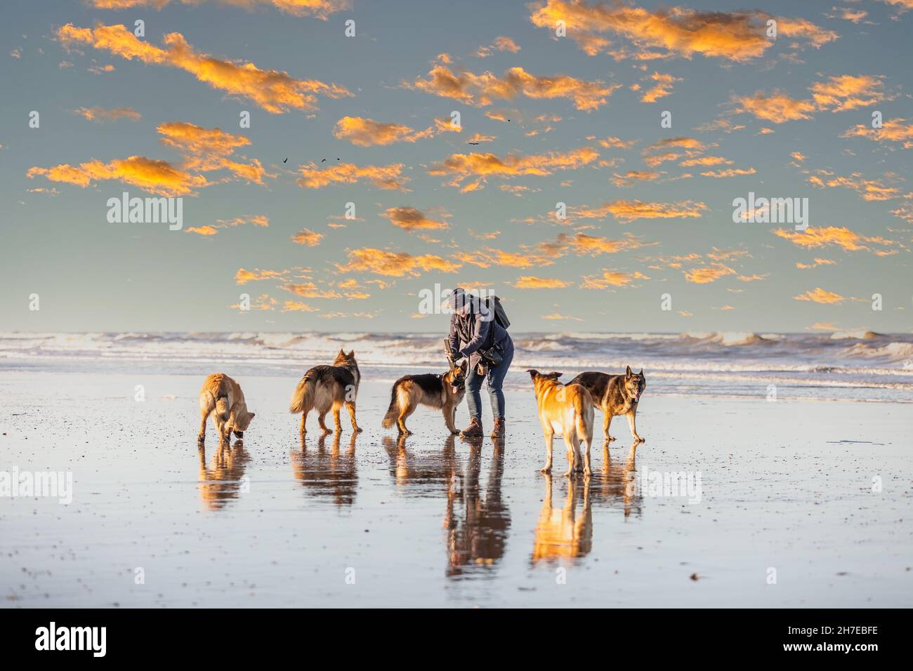 Frau mit fünf deutschen Schäferhunden am Strand im warmen Licht der aufgehenden Sonne vor dem Hintergrund der verstreuten orangen Wolken und der Brandung des Meeres Stockfoto