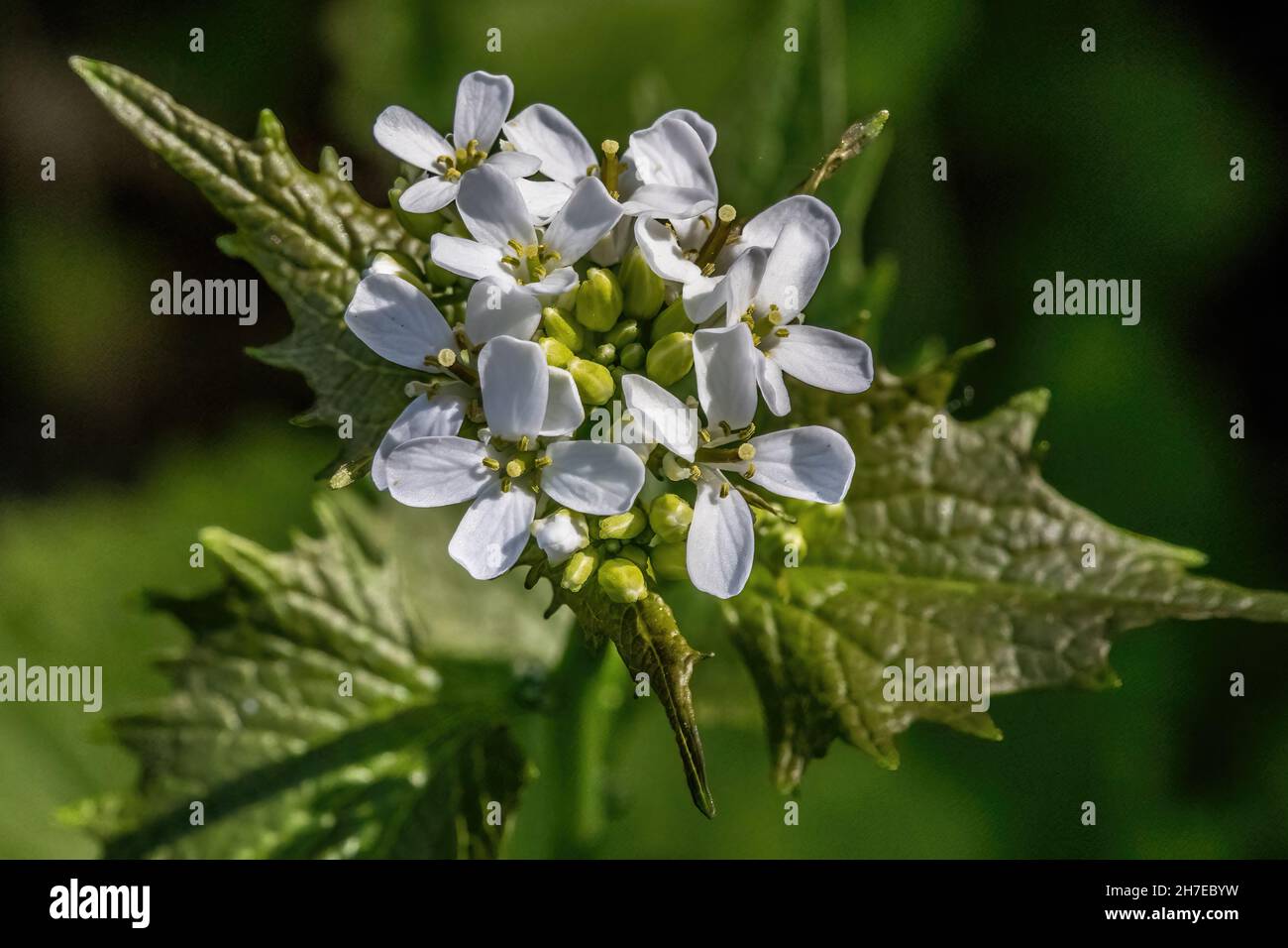 Knoblauchsenfpflanze, die im Frühling im Interstate State Park in St. Croix Falls, Wisconsin, USA, blüht. Stockfoto