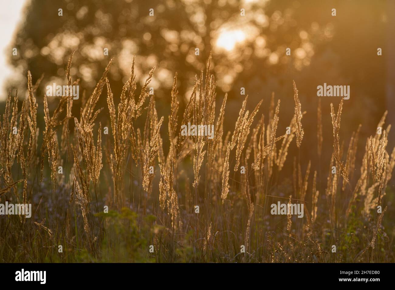 Ländliche Graslandschaft, die vom Sonnenuntergang beleuchtet wird. Stockfoto
