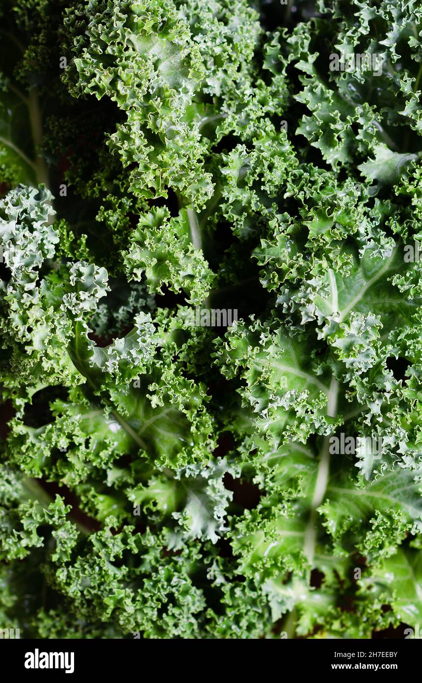 Eine Gruppe grüner Grünkohl-Blätter. Stockfoto