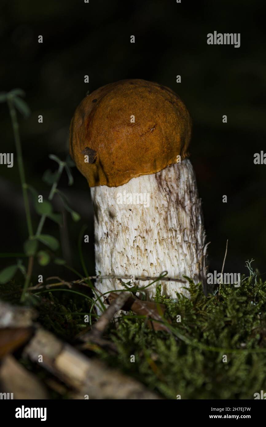 Rotkappenpilz in einem Wald Stockfoto