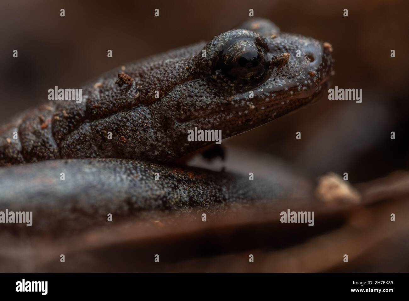 Gabilan Mountains schlanker Salamander (Batrachoseps gavilanensis) Diese Amphibien leben im Laubstreu im Wald und sind ein kleiner lungless plethodontid. Stockfoto