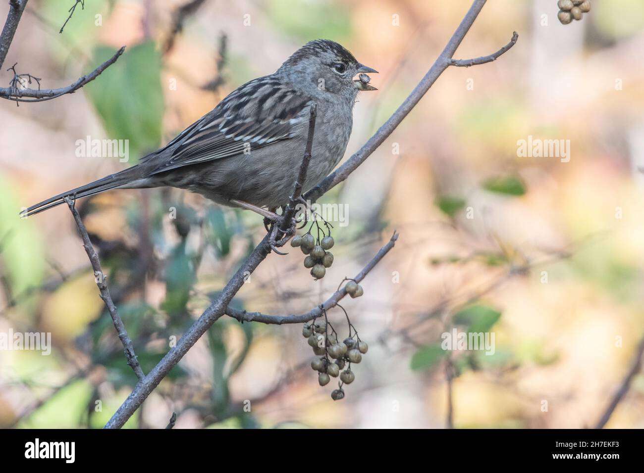 Goldkronenspatze (Zonotrichia atricapilla), die in einem Busch im Fort Ord National Monument im Monterey County, Kalifornien, Beeren fressen. Stockfoto