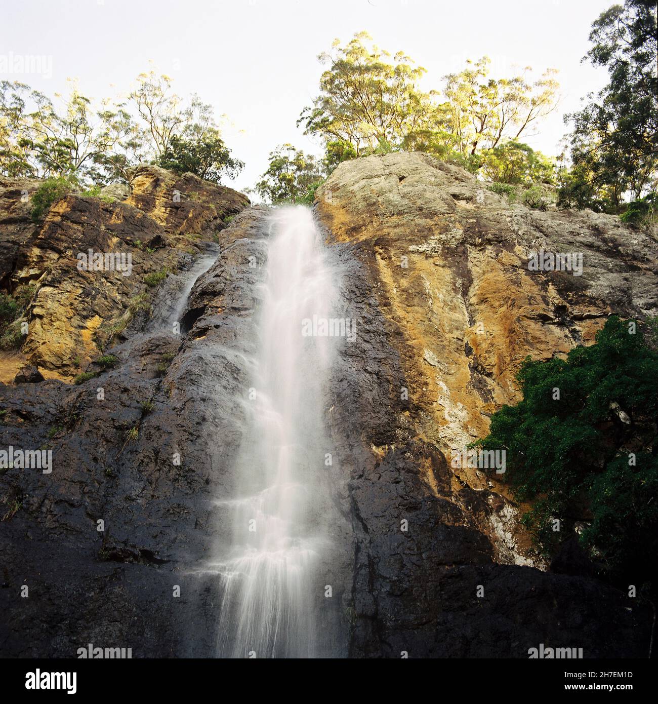 Purling Brook Falls, Springbrook National Park, Gold Coast, Queensland, Australien. Stockfoto