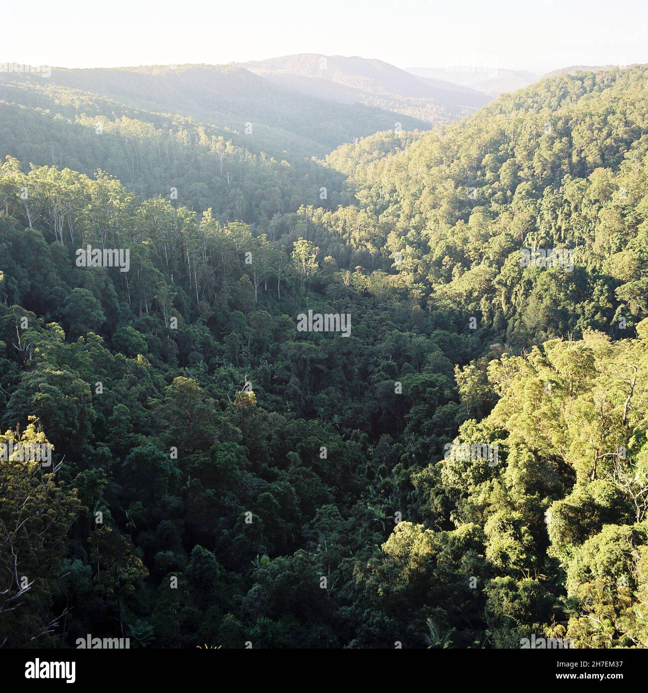 Springbrook National Park, Gold Coast, Queensland, Australien. Stockfoto