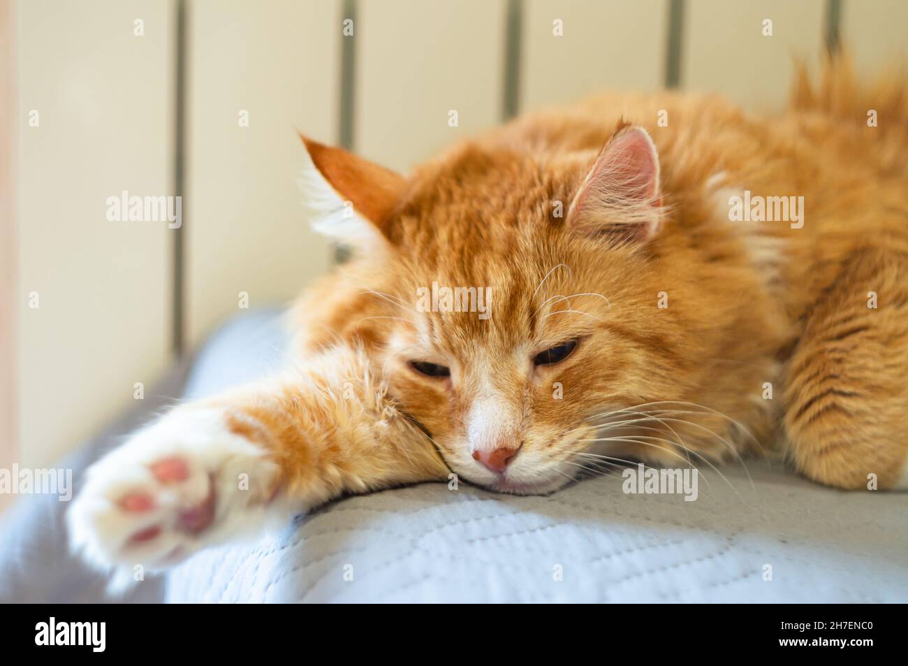 Die Katze ist sauber und gesund gepflegt. Schöne einheimische rote Katze. Stockfoto
