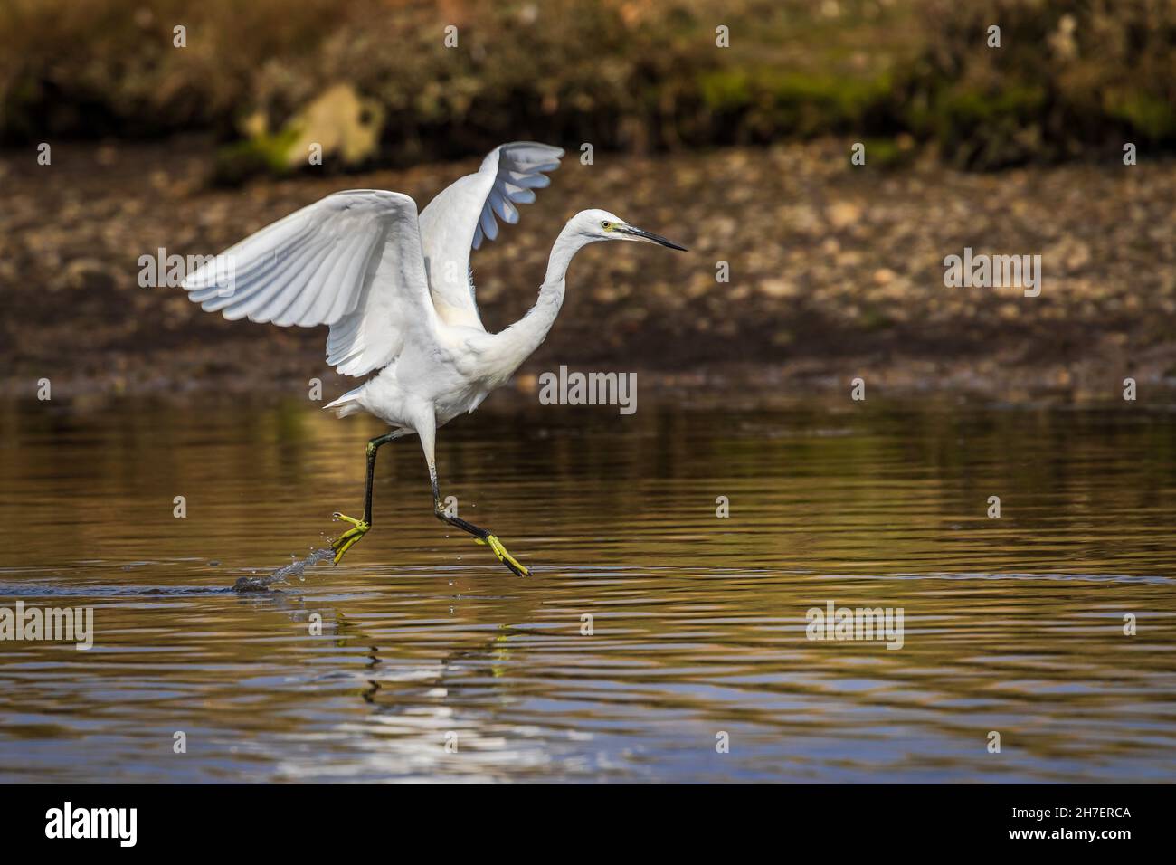 Der kleine Reiher ( Egretta garzetta ) tanzt mit ausgebreiteten Flügeln über das Wasser Stockfoto