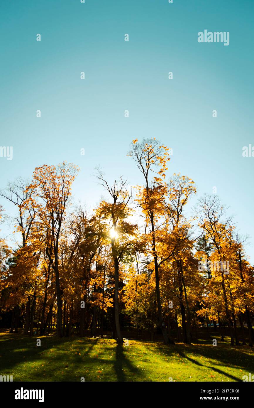 Herbstlicher Blick auf hohe Ahornbäume unter blauem Herbsthimmel Stockfoto