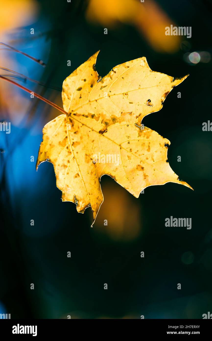 Herbstfarben aus goldgelben Ahornblättern Stockfoto