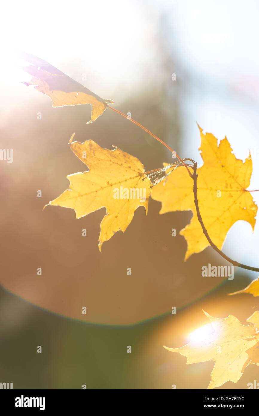 Selektive Fokus- und Objektivfackeln umrahmen goldgelbe Ahornblätter, wenn sie im Herbst ihre Farbe wechseln Stockfoto