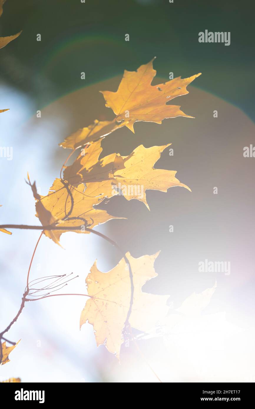 Selektive Fokus- und Objektivfackeln umrahmen goldgelbe Ahornblätter, wenn sie im Herbst ihre Farbe wechseln Stockfoto