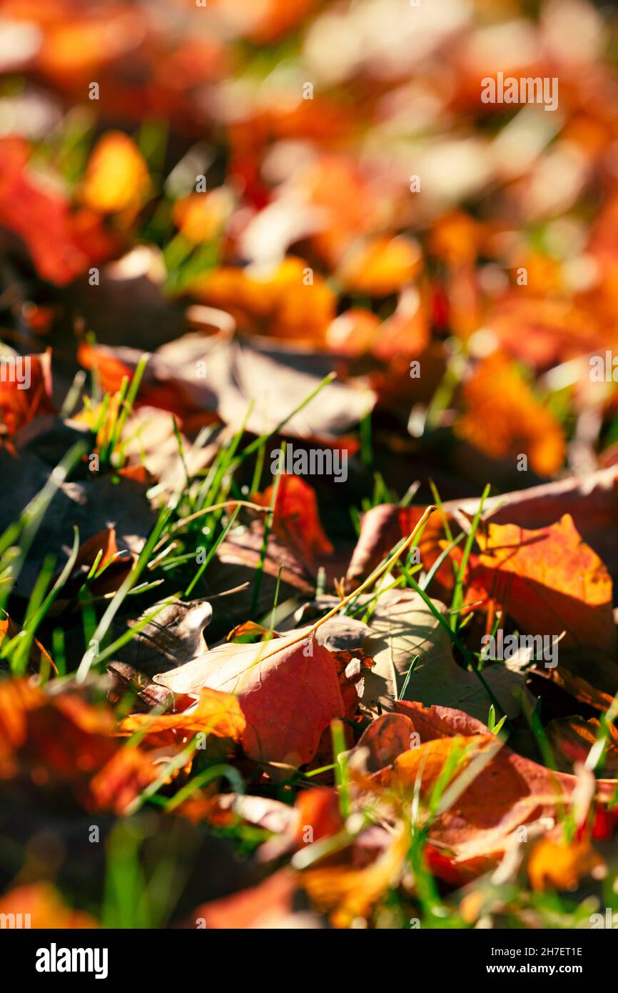 Leuchtende Herbstblattfarben. Laubblätter wechseln in verschiedene Gelb-, Orange-, Rot- und Violettschattierungen, bevor sie für den Winter abfallen. Stockfoto