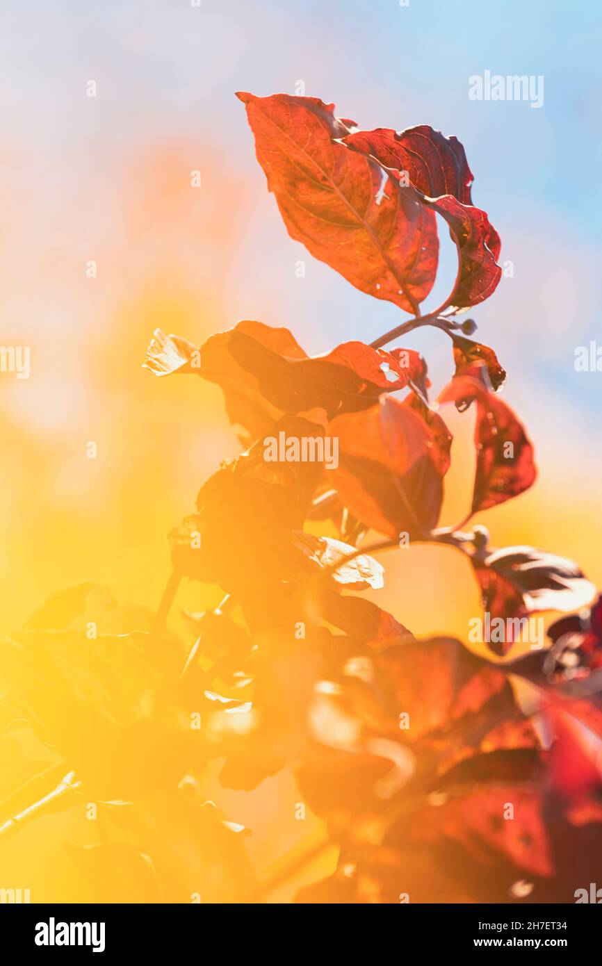Leuchtende Herbstblattfarben. Laubblätter wechseln in verschiedene Gelb-, Orange-, Rot- und Violettschattierungen, bevor sie für den Winter abfallen. Stockfoto
