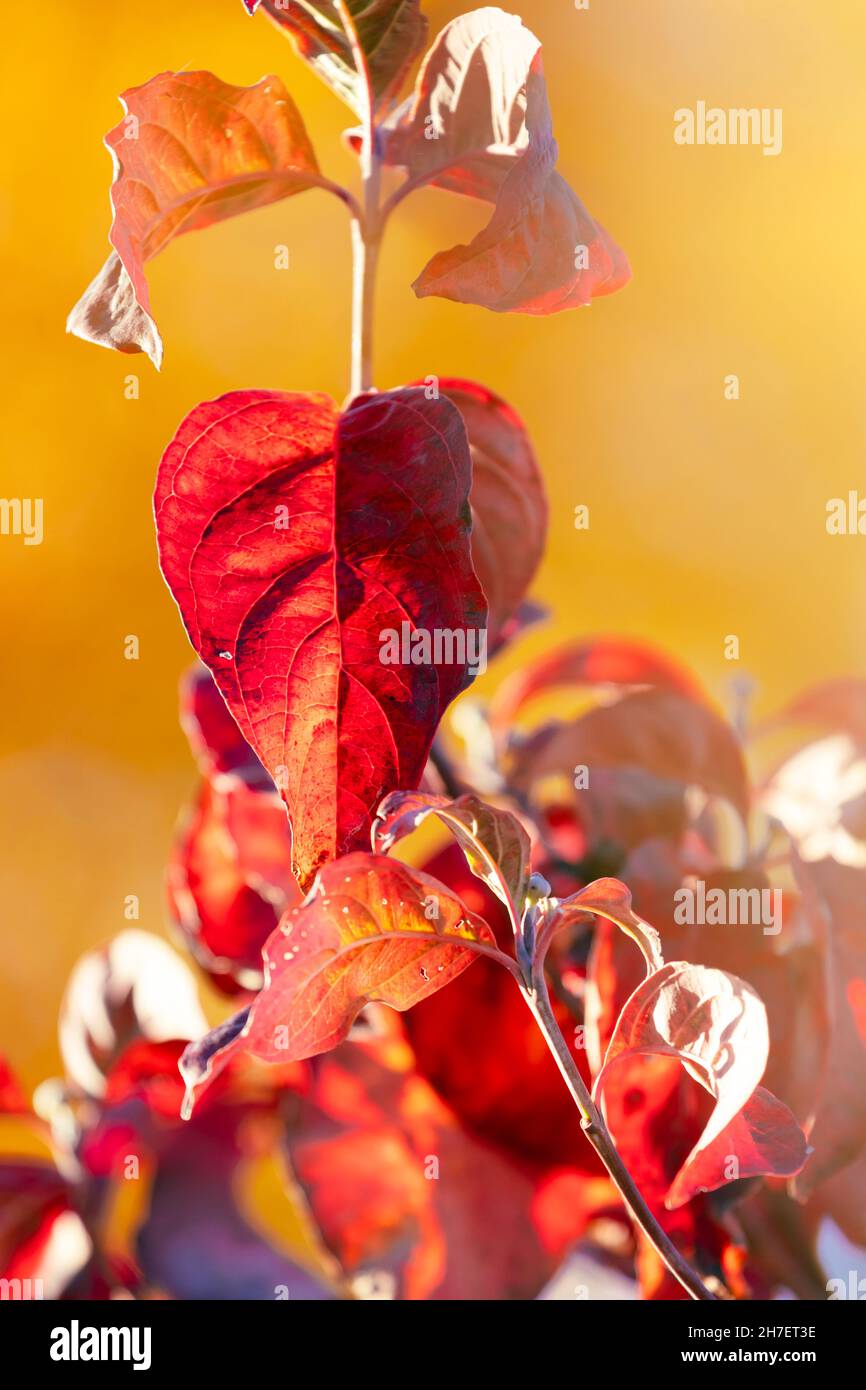 Leuchtende Herbstblattfarben. Laubblätter wechseln in verschiedene Gelb-, Orange-, Rot- und Violettschattierungen, bevor sie für den Winter abfallen. Stockfoto