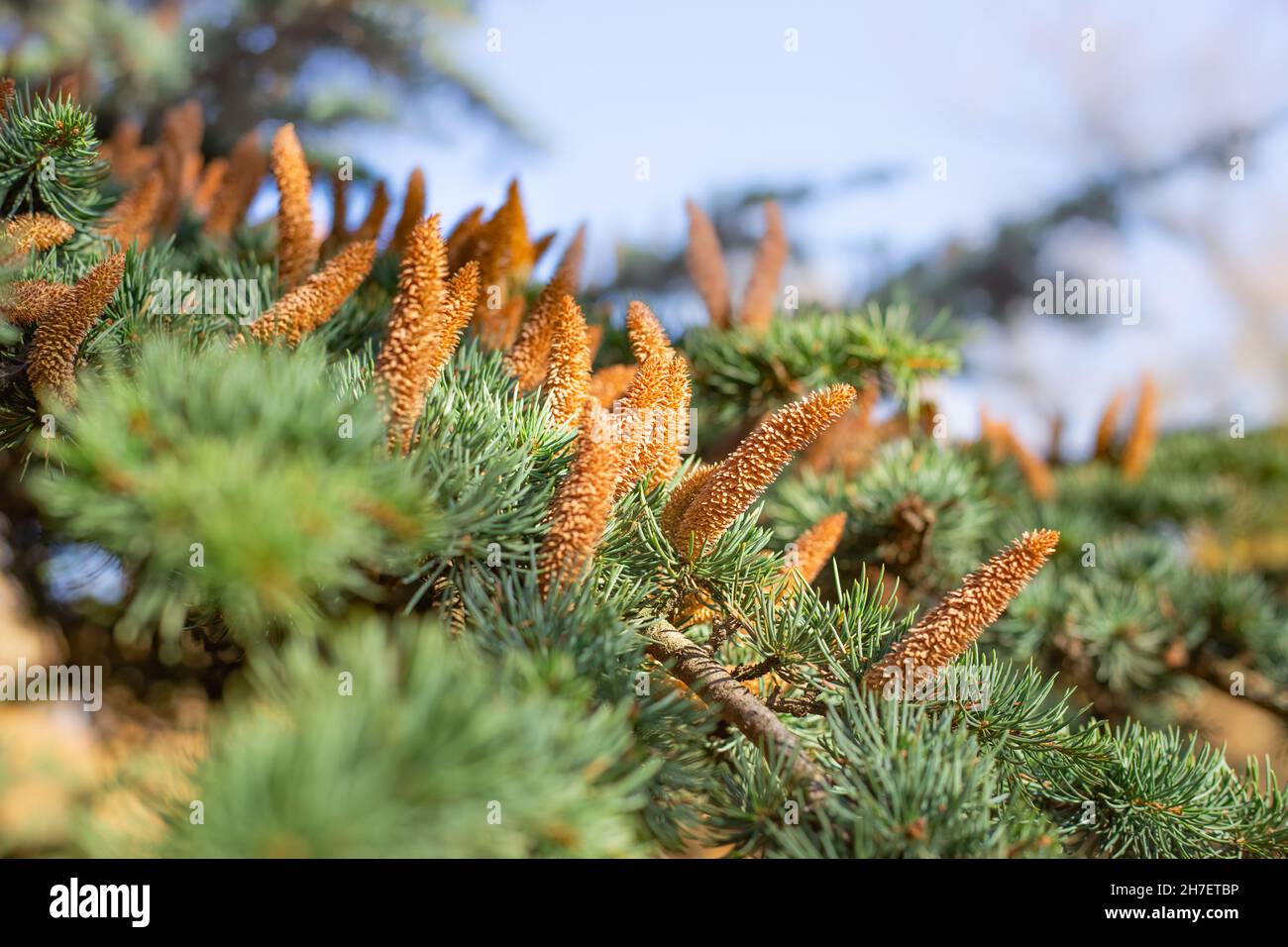 Ein Zweig einer grünen Fichte mit langen Zapfen. Natürlicher natürlicher Hintergrund. Stockfoto