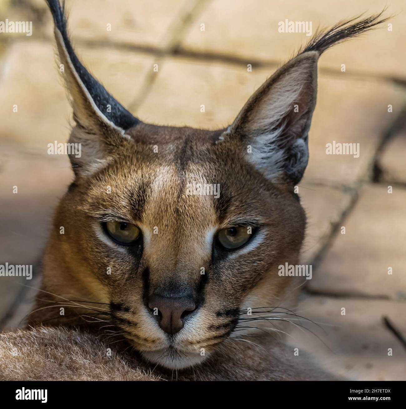 Karakales oder afrikanisches goldenes Katzenportrait in einem Zoo in Südafrika Stockfoto