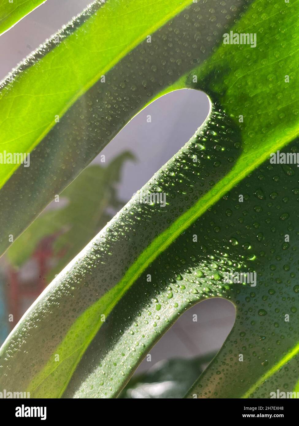 Fotos für grünen Hintergrund. Natürliche Blätter von Mostera delicios, in natürlichem Licht und Nahaufnahme. Stockfoto