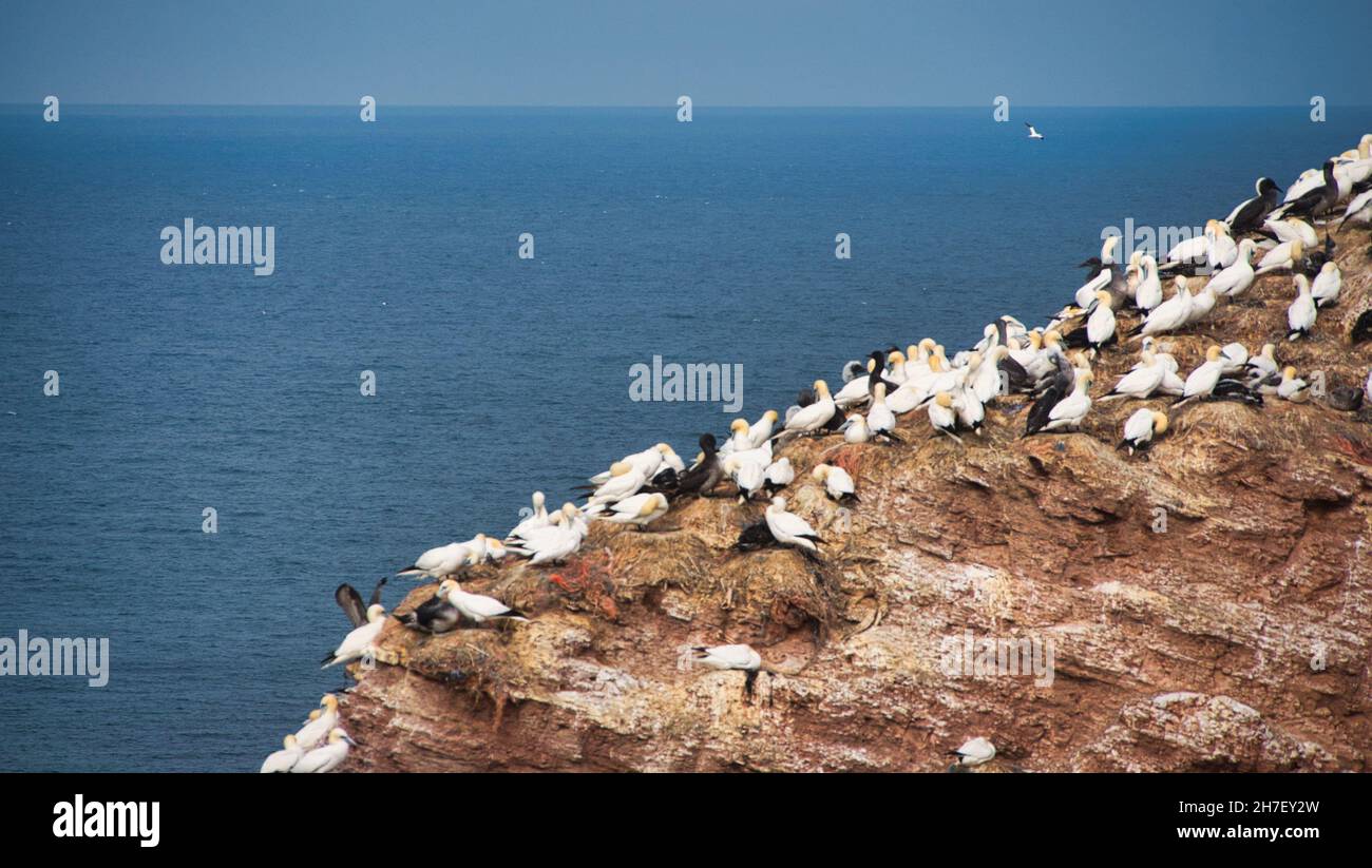 Naturschutzgebiet Lummenfelsen auf der Insel Helgoland Stockfoto