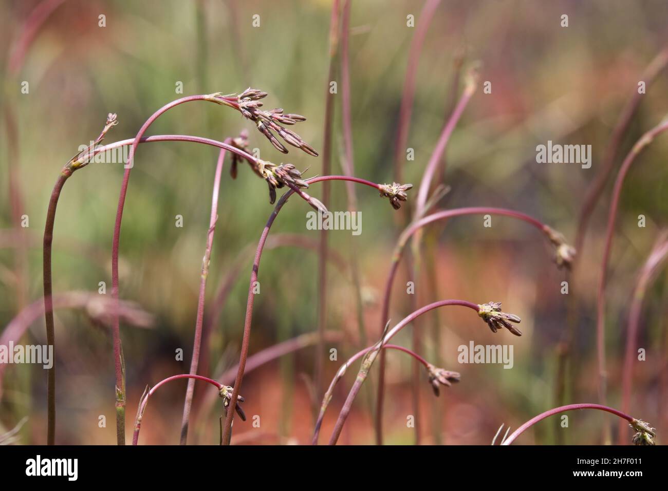 Tremble Top-Pflanzenstämme in sanfter Brise (Kohautia amatymbica) Stockfoto