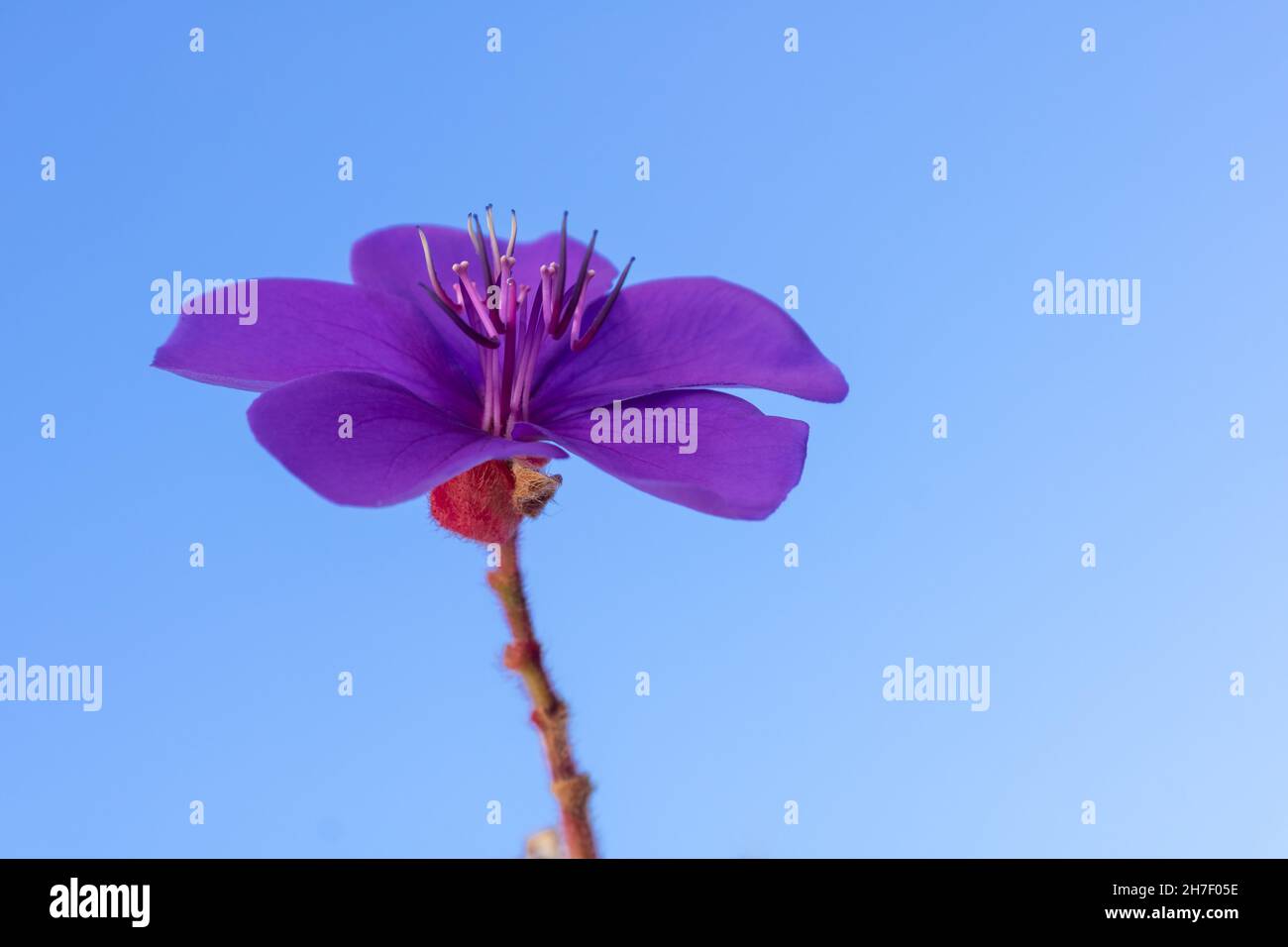 Lila Blume gegen den klaren blauen Himmel. Winterharte Geranie oder Mehrjährige Geranie in voller Blüte mit offenen Blütenblättern. Niedrige Winkelansicht mit Schaft Stockfoto