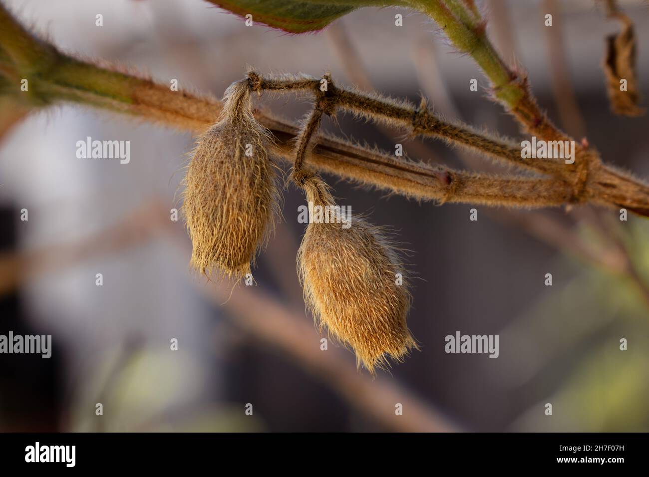 Zwei getrocknete Blütenknospen aus winterharter Geranienpflanze, die vom Ast mit geringer Schärfentiefe hängen. Braune und goldene Töne erinnern an den Herbst Stockfoto