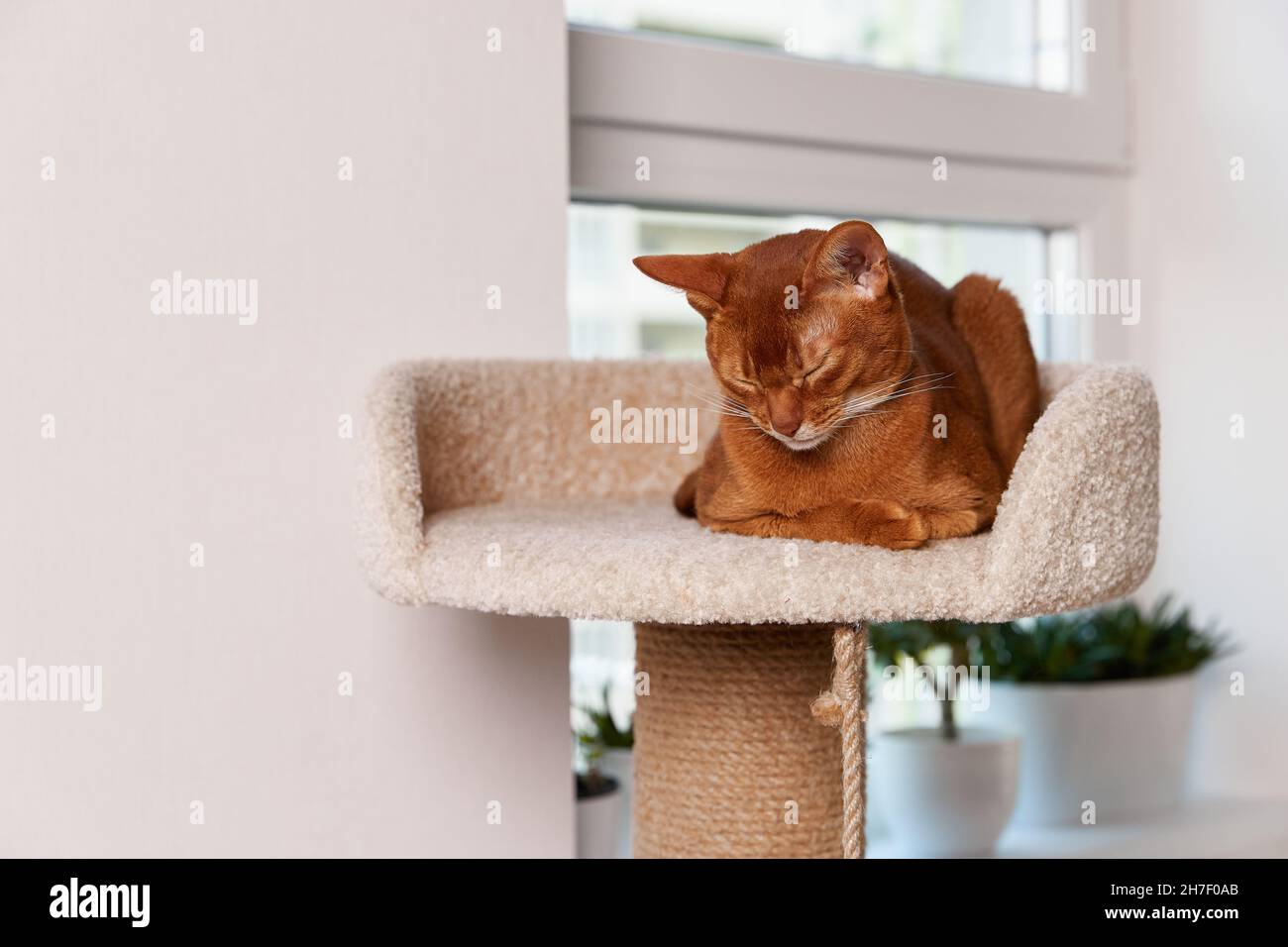 Abessinier Jungkatze liegt am Turm. Schöne reinrassige kurzhaarige Haustier Stockfoto