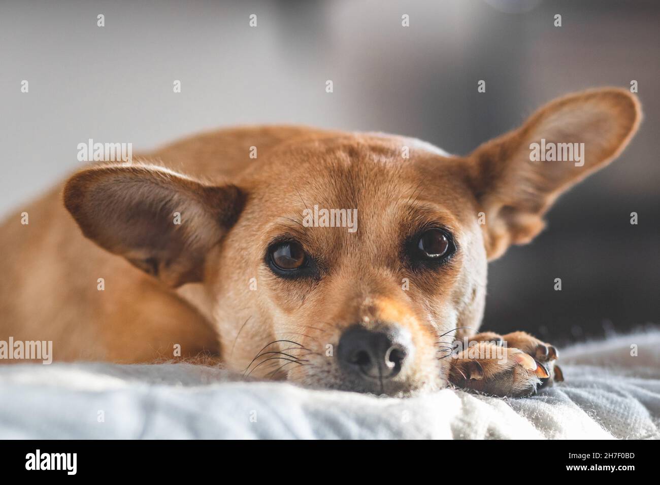 Nahaufnahme eines süßen Mischlingshundes in einer gemütlichen Wohnumgebung, der die Kamera anschaut und sich auf das Bett legt, mit Fokus auf zarte Augen. Geringe Schärfentiefe Stockfoto