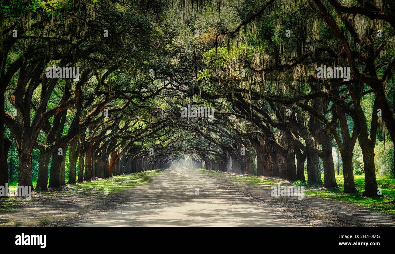 Baldachin von Eichen in der Wormsloe Plantation Stockfoto