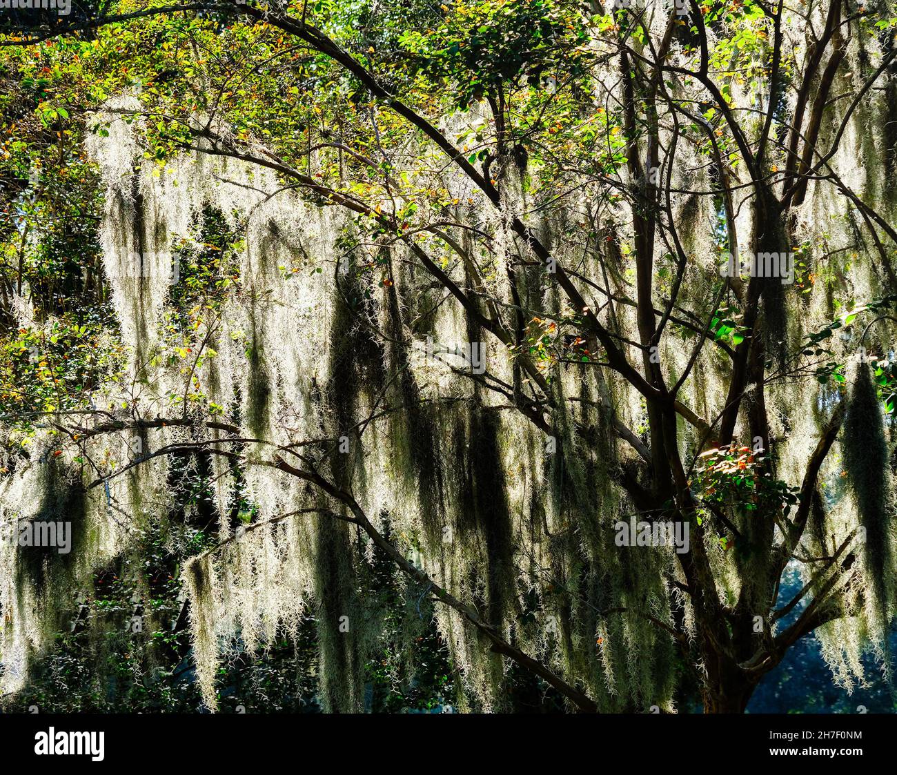 Licht durch spanischen Moos Stockfoto