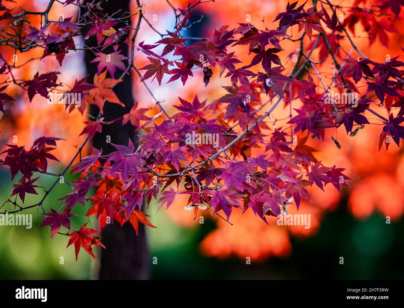 Herbstfarben auf dem Ahornbaum Stockfoto
