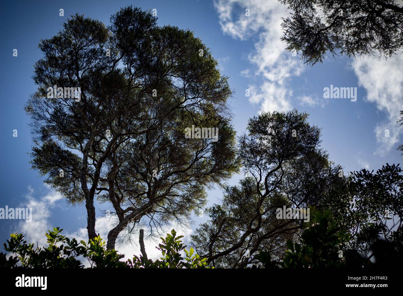 Einheimische Neuseeländische Manuka, Teebaum Stockfoto