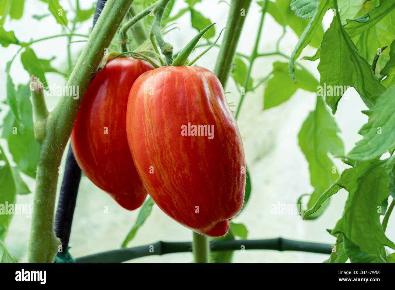 Reife längliche gestreifte Tomaten auf einem Busch in einem Gewächshaus Stockfoto