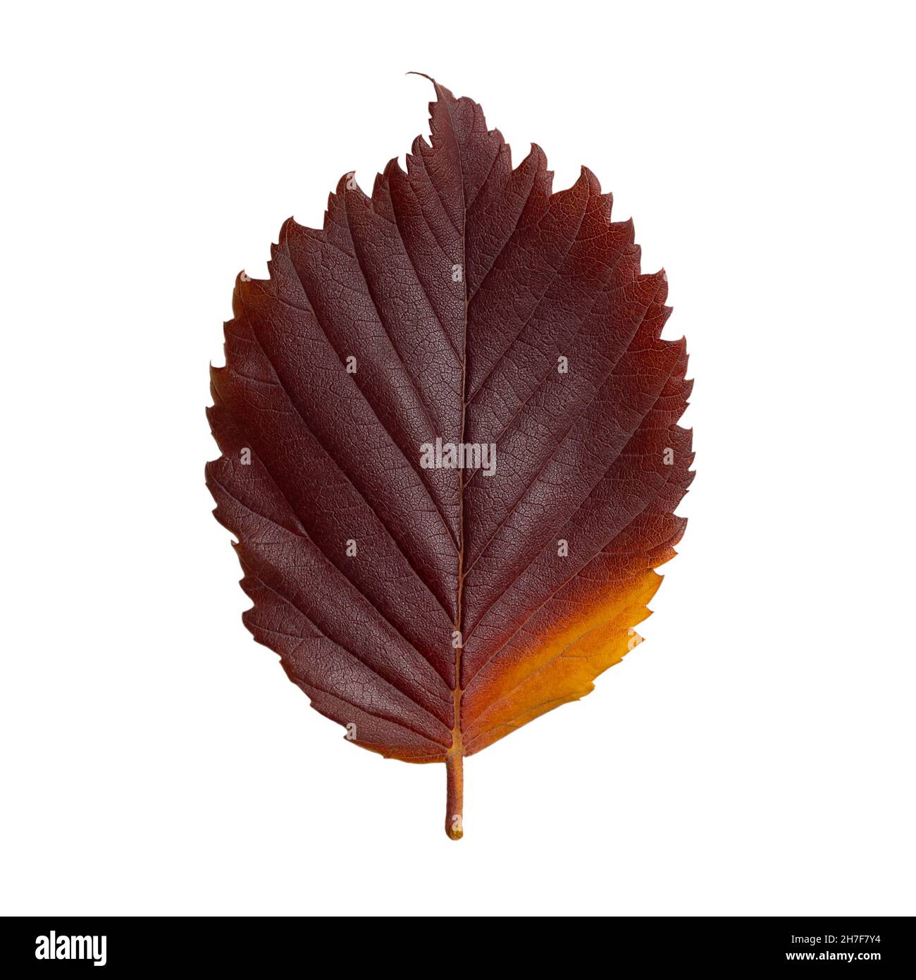Dunkelrotes ovales Herbstblatt isoliert auf weißem Hintergrund Stockfoto