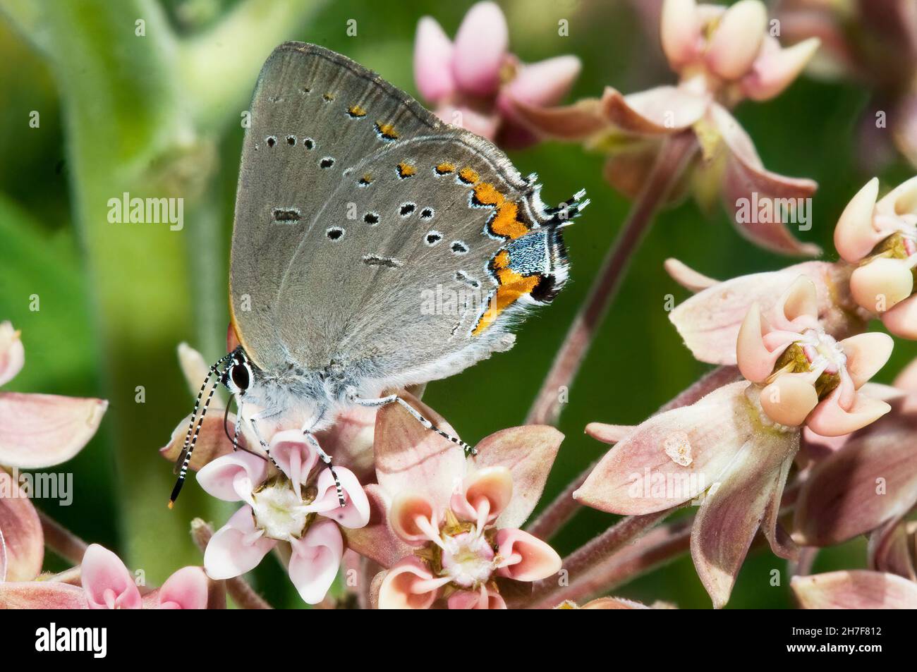Akadische Haarsträhne, Schmetterling, der auf Sumpfmilchkraut nectaring Stockfoto