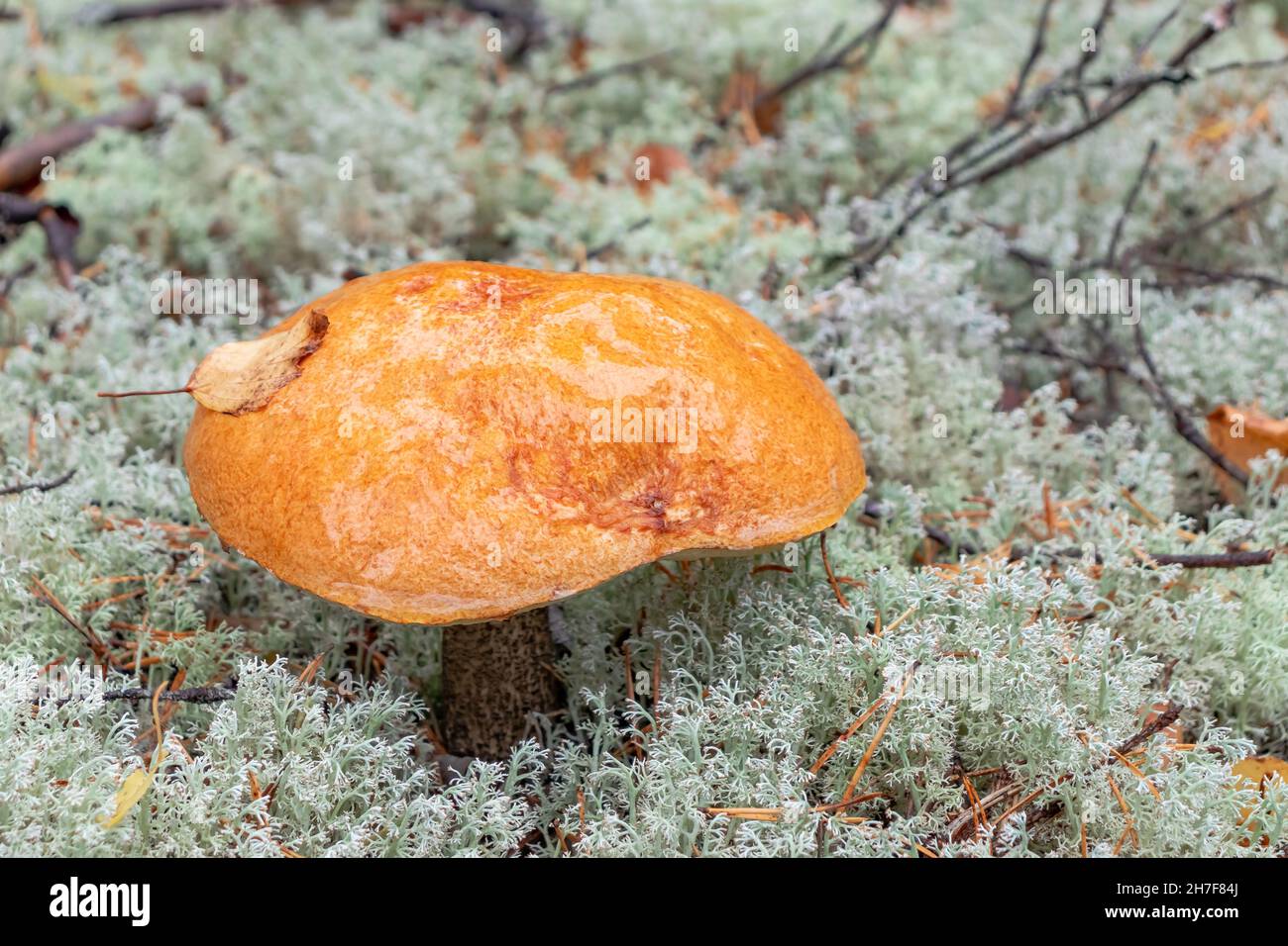 Große orangefarbene Kappenboletus im Moos im Herbstwald aus nächster Nähe Stockfoto