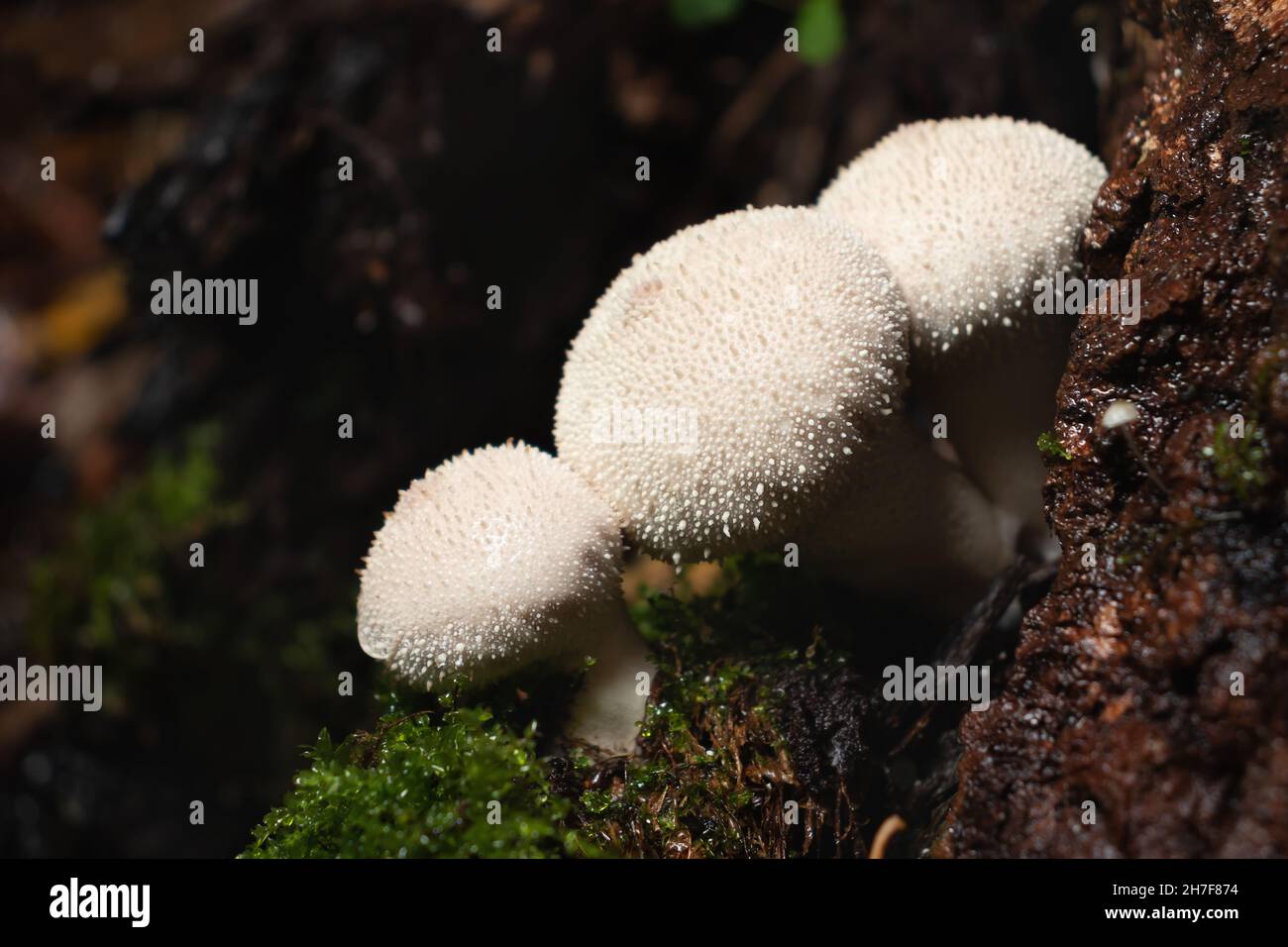 Eine Gruppe essbarer Lycoperdon perlatum Pilze, bekannt als Puffball, wächst auf einem Baumstumpf im Wald Stockfoto
