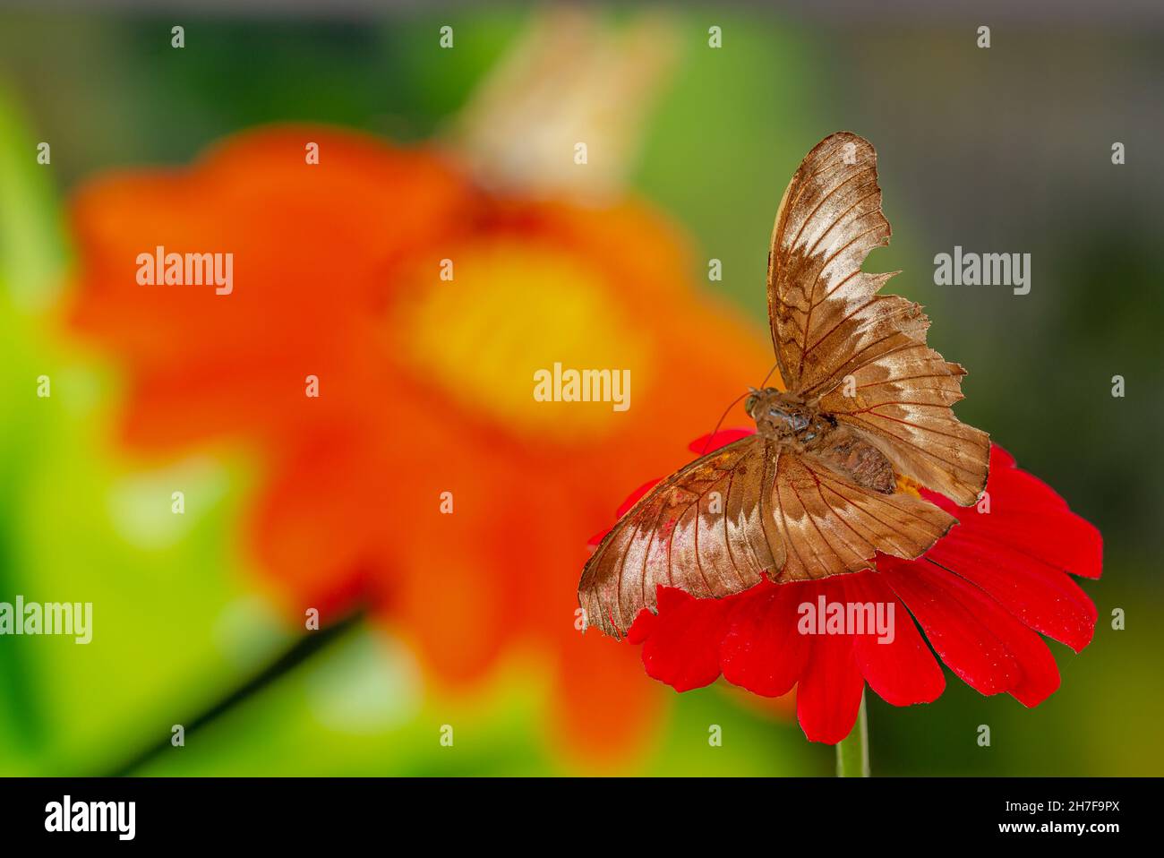 Ein brauner Schmetterling, der auf einer roten Zinnienblume thront, hat einen blühenden Blumenhintergrund und warmes Sonnenlicht, Kopierraum Stockfoto