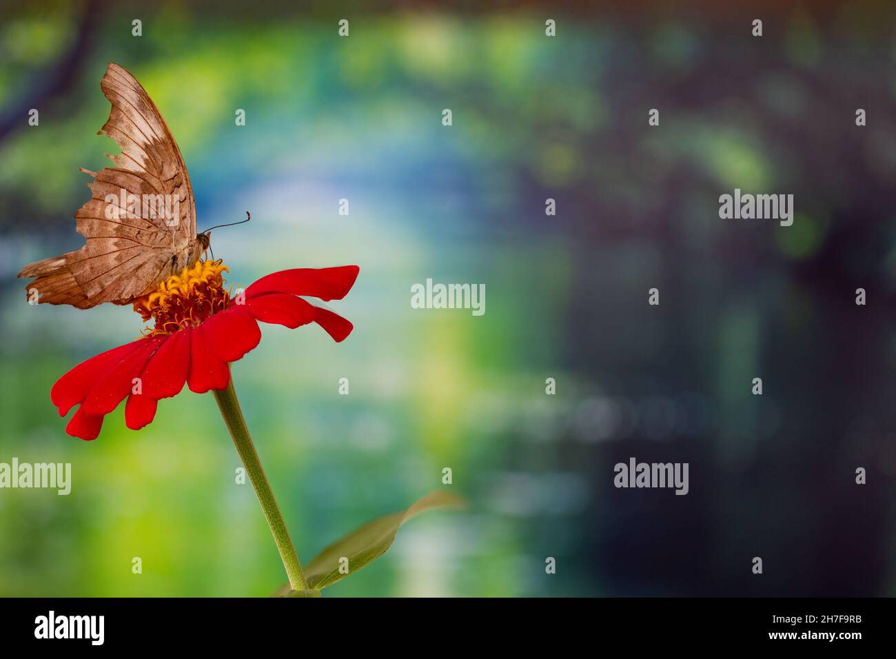 Ein brauner Schmetterling, der auf einer roten Zinnienblume thront, hat einen Hintergrund aus tropischen Bäumen und warmem Sonnenlicht, Kopierraum Stockfoto